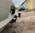 Фаркоп тип шара E для Renault Logan 2004-2022, Logan Седан 2009-2018, Sandero 2013-2022, Sandero Ste (18241E) Фаркоп тип шара E для Renault Logan 2004-2022, Logan Седан 2009-2018, Sandero 2013-2022, Sandero Ste (18241E)